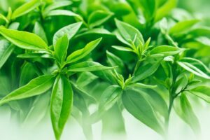 Best Green Tea to Help Stabilize Your Immune System