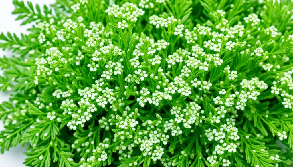 benefits of yarrow oil