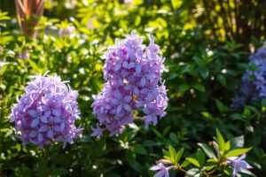 Discover the Magic of Lilac Witch Hazel Today