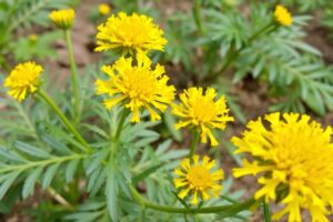 Using Helichrysum for Varicose Veins: A Natural Guide