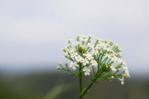 Yarrow for Fever: A Natural Way to Reduce Temperature