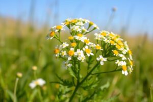 Yarrow for Fevers: Natural Relief for High Temperature